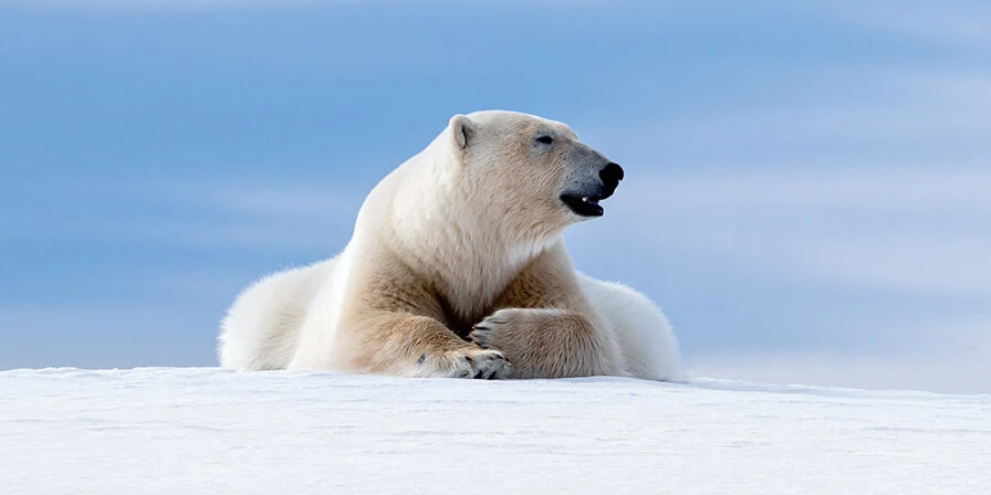 endangered polar bear conservation