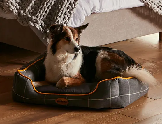 which ped bed is best for my dog?