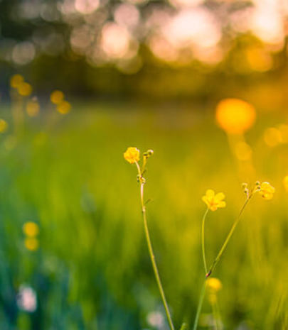 Spring and summer flowers can cause hayfever - how to sleep with hayfever