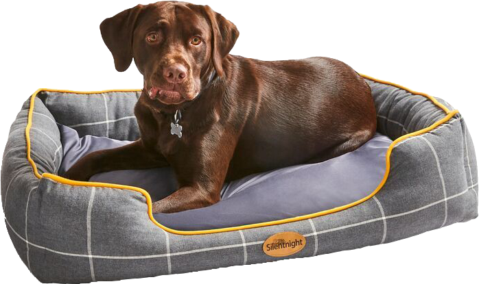 Dog on a memory foam dog bed