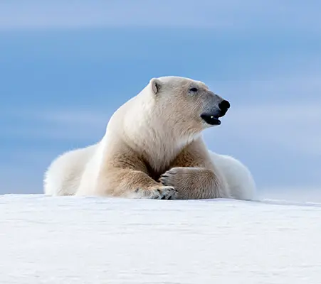 endangered polar bear conservation