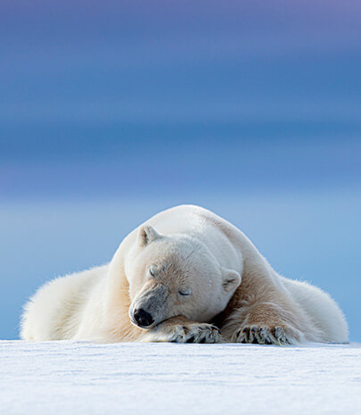 polar bear sleeping on ice