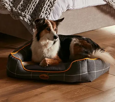 the best pet bed for your dog or cat
