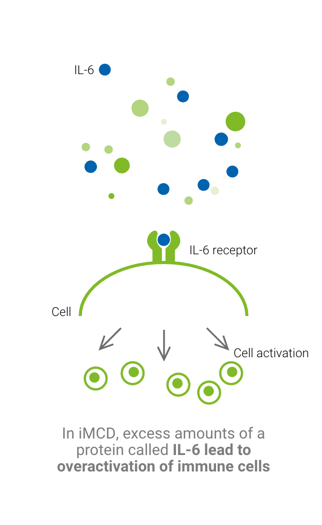 Graphic showing how excess amount of IL-6, found in people with idiopathic multicentric Castleman disease, can lead to the overactivation of immune cells.