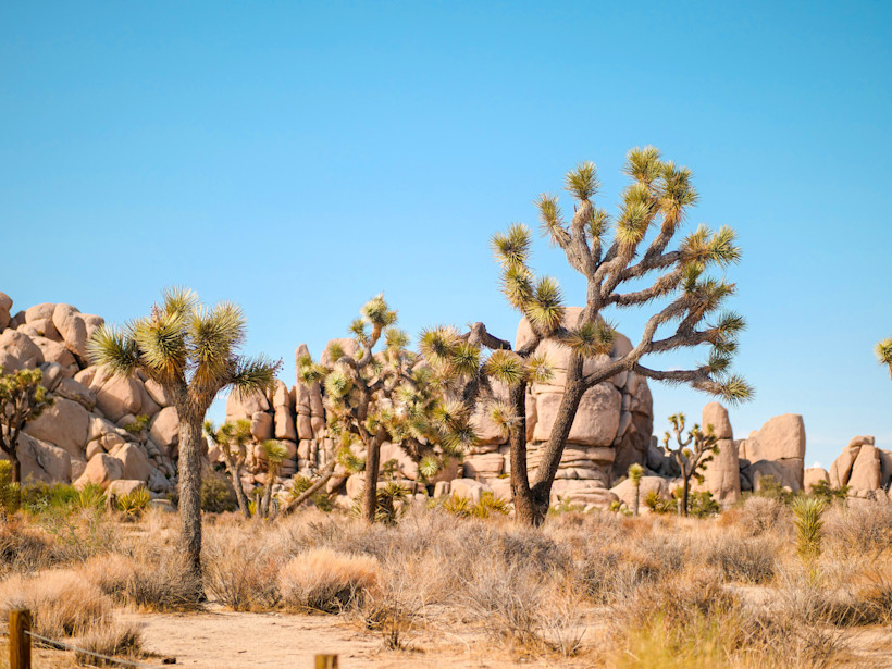The Best Hikes in Joshua Tree National Park