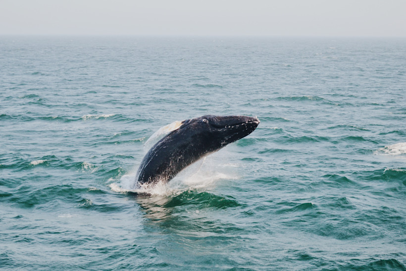 A humpback whale breaching in Bar Harbor, Maine.
