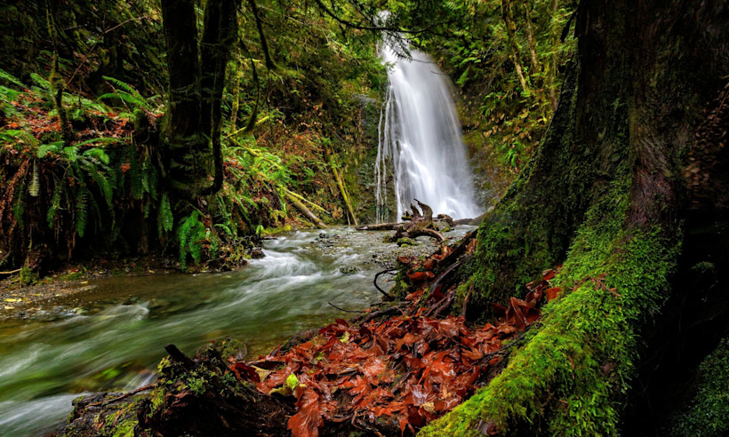 Cloudly, winter days make the Olympic National Park forest appear more lush.