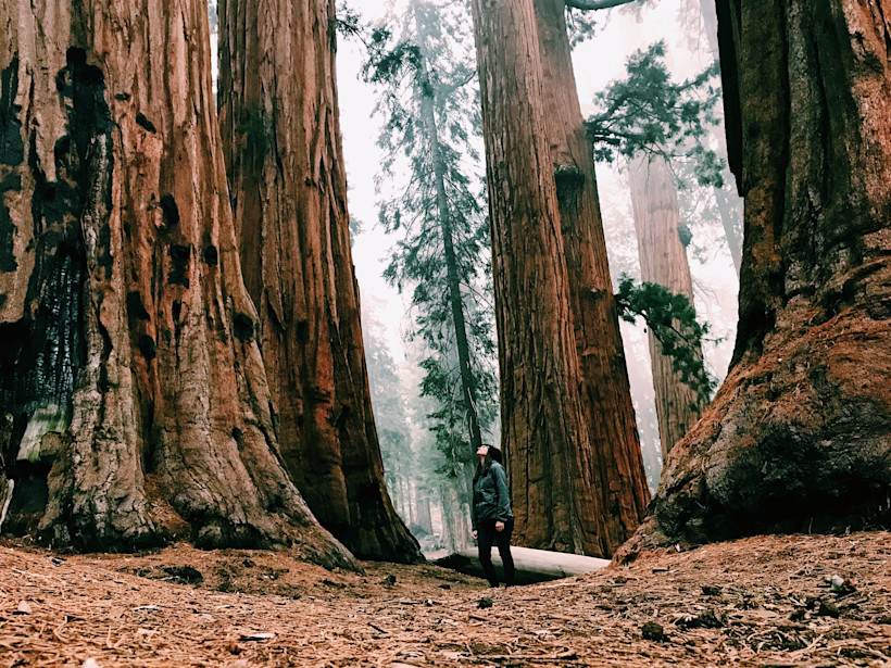 Best hikes in redwood National park
