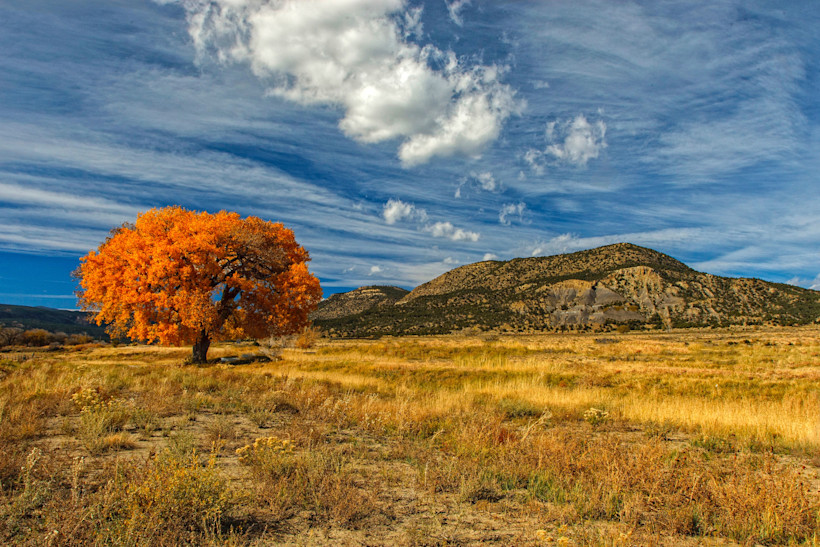 You may be surprised that the desert also has beautiful foliage.