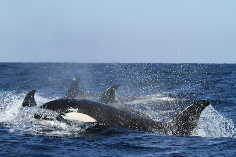 Orca (or killer) whales live in the San Juan Islands year-round, and it's one of the best places in the world to see them in the wild.