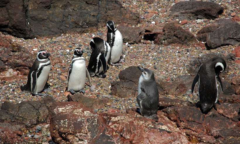 Penguins are a unique sight when visiting Patagonia!