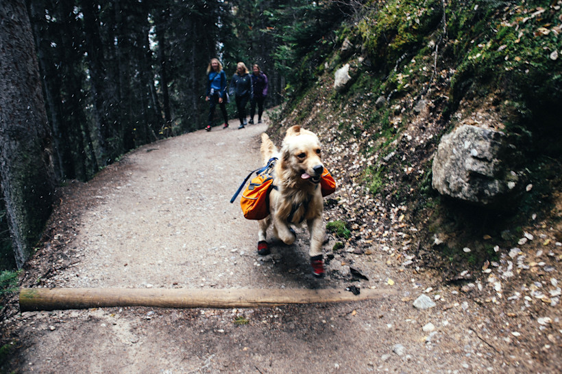 Your Guide to Hiking With Dogs