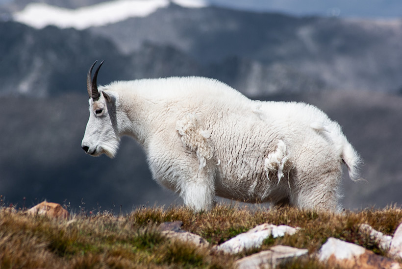 Mt. Ellinor is one of the best places to see mountain goats in Olympic National Park.