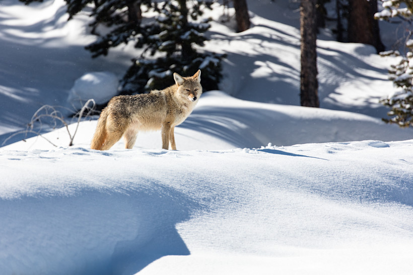 Looking for wildlife is one of the best things to do in Yellowstone in winter.