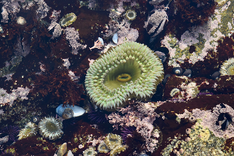 Olympic National Park Tide Pools