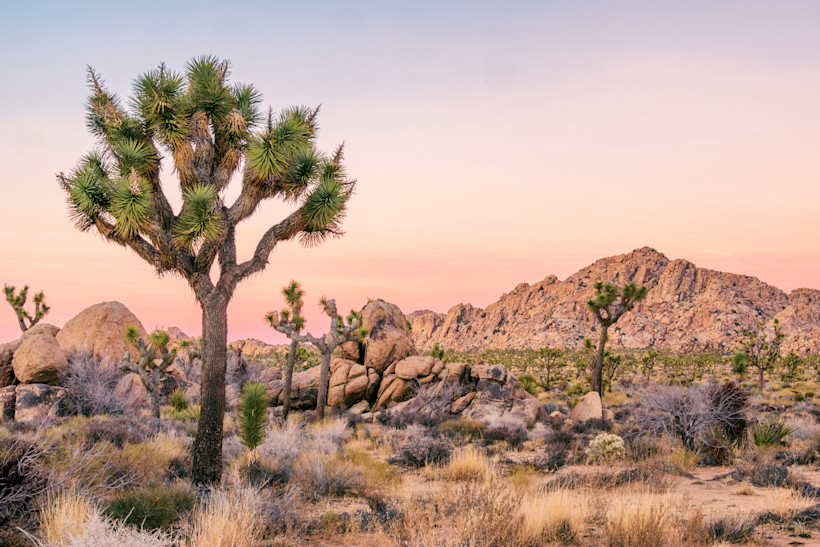 Joshua Tree National Park