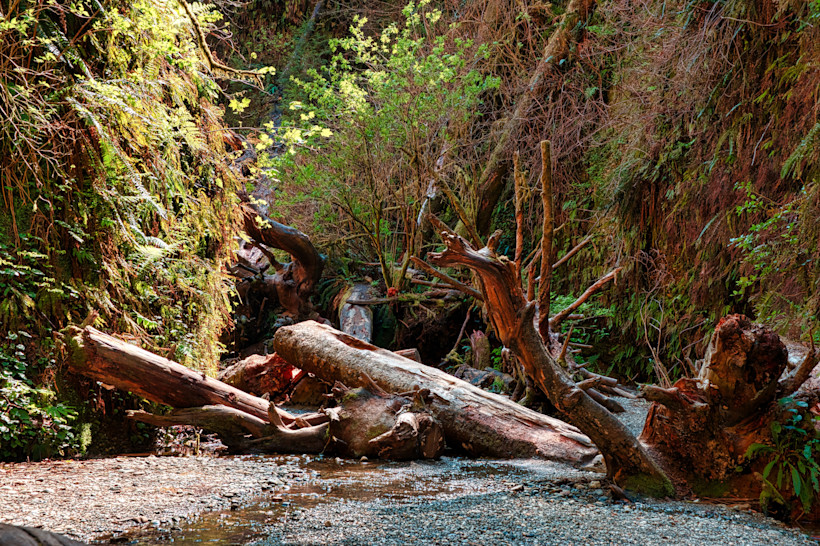 Fern Canyon Trail