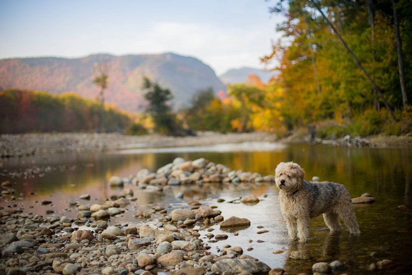 There's an important consideration when hiking with dogs: trail hazards!