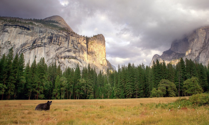 A black bear in Yosemite National Park.