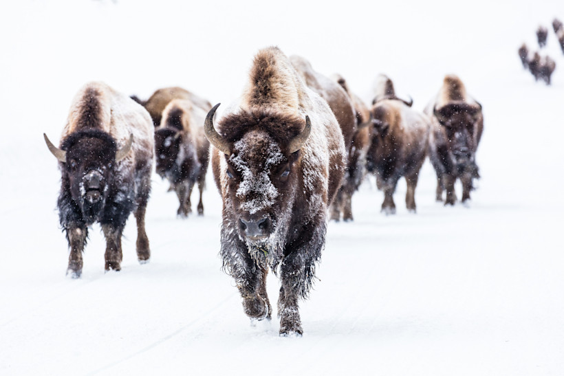 A group of bison wandering through Yellowstone in winter