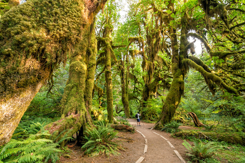 Hoh Forest, Olympic National Park