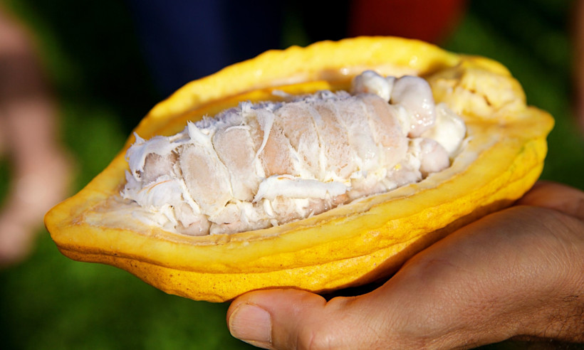 A cacao bean on one of Costa Rica's chocolate farms.