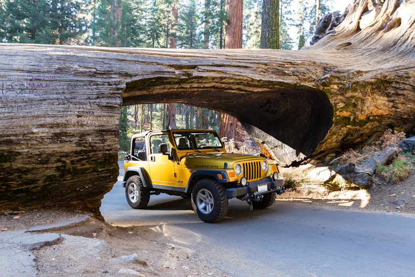 Tunnel Log, Sequoia National Park