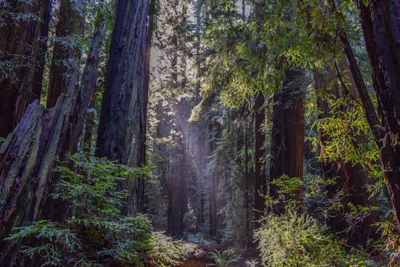 Boy Scout Tree Trail