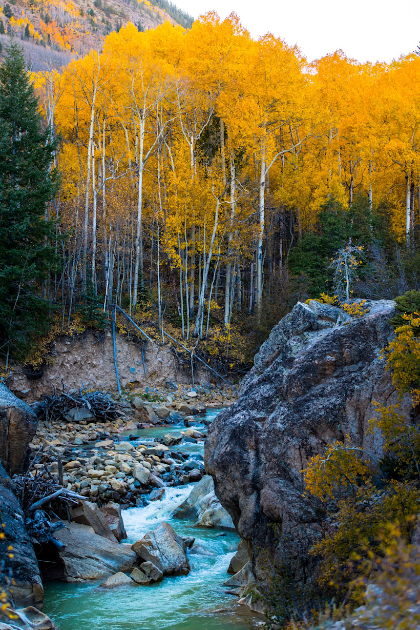 Fall foliage in Aspen, Colorado.