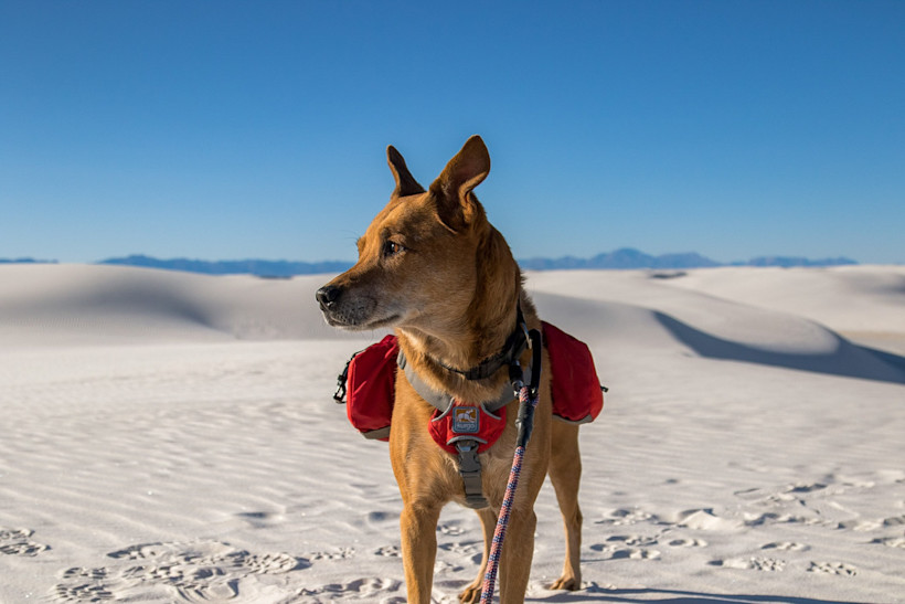 When it comes to hiking gear for dogs, consider a dog pack!