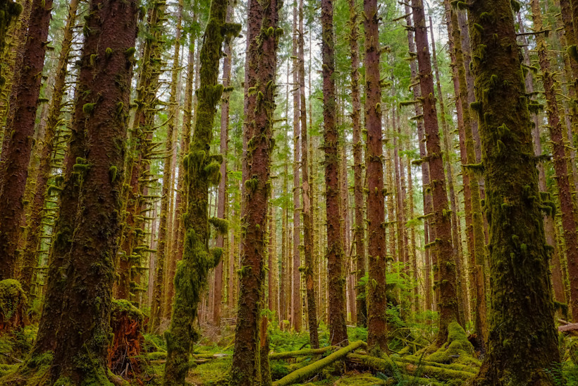 Olympic National Park Rainforest