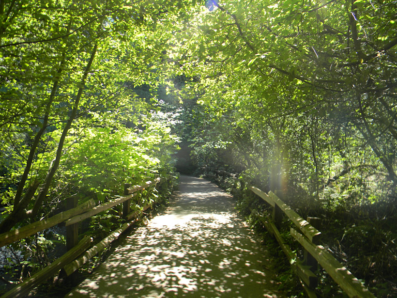 Lady Bird Johnson Grove Trail