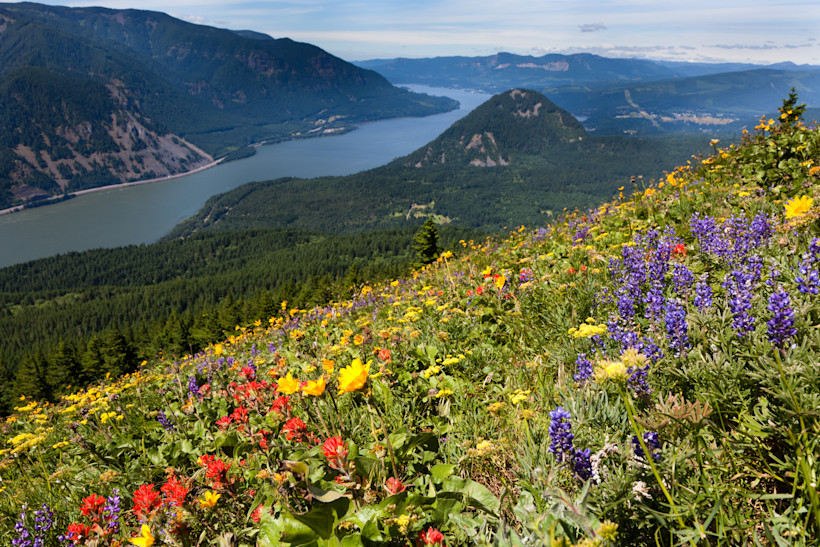 Wildflowers on Dog Mountain in the Columbia River Gorge