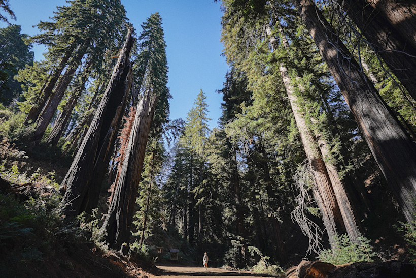 Redwood Forest