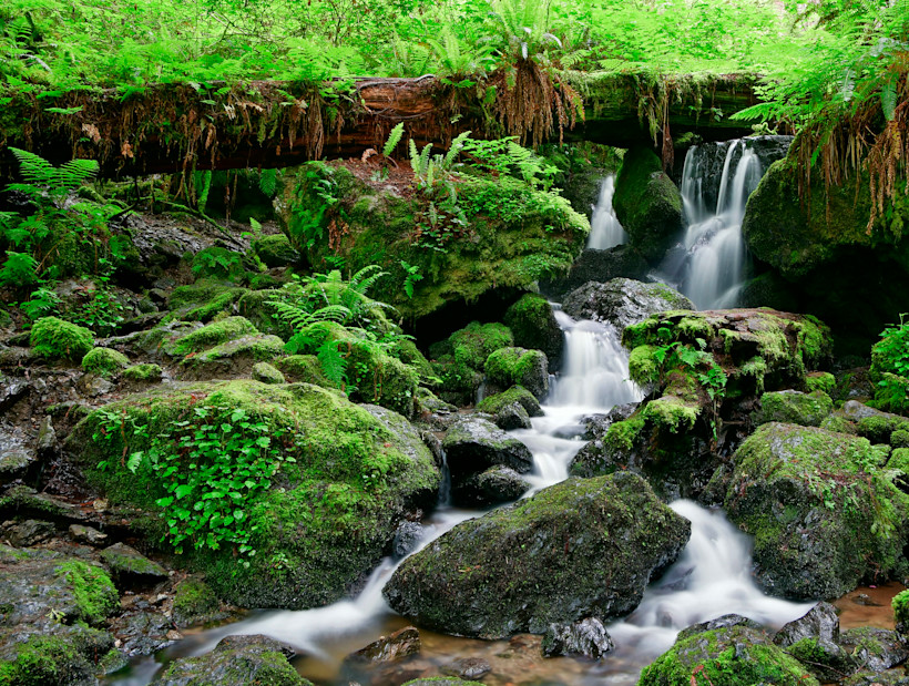 Trillium Falls Trail