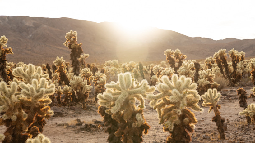 Cholla Cactus Garden Loop, Joshua Tree National Park