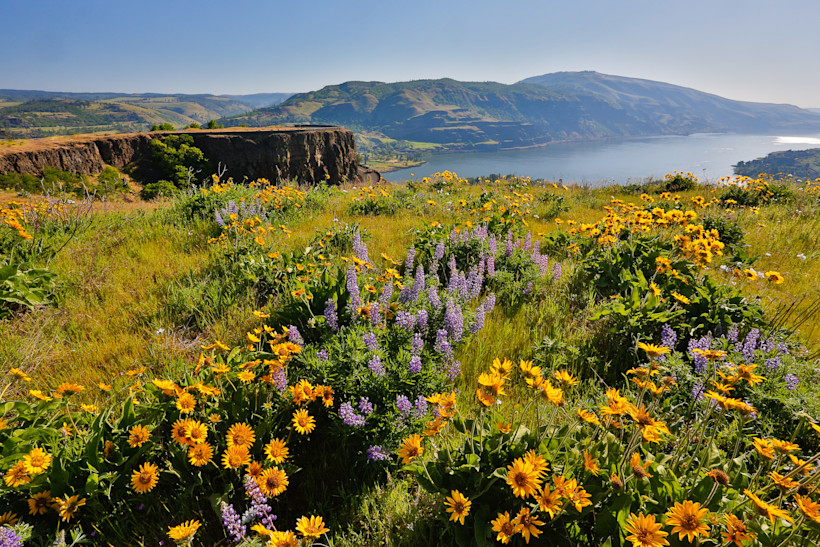 Wildflower display in the Tom McCall Preserve, Columbia River Gorge