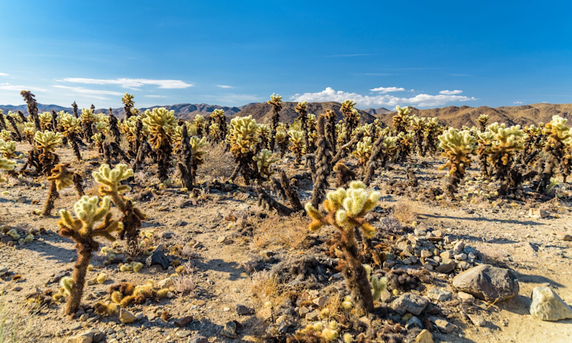 Stay on the path at the Cholla Cactus Garden. If you brush up against a cacti, the spines will jump out at you!