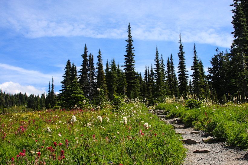 Wildflowers at Spray Park, Mt. Rainier