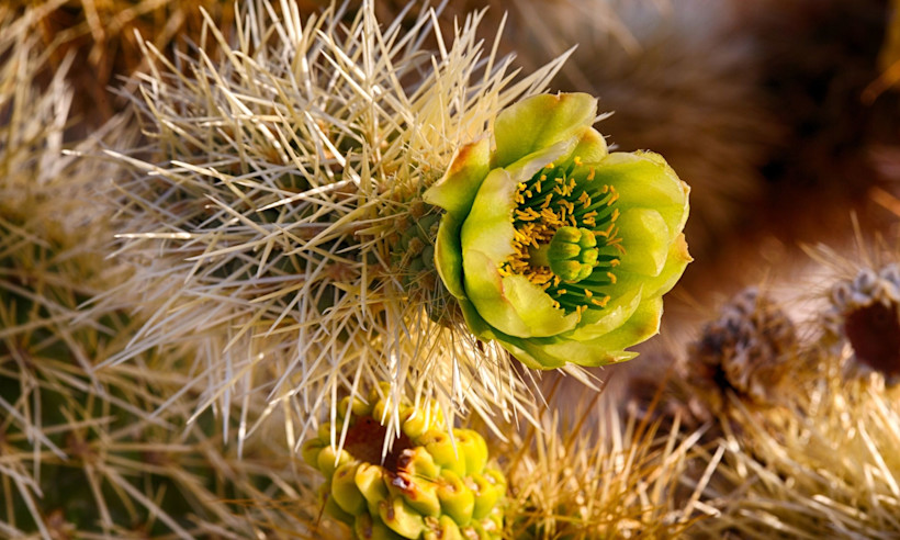 The Cholla Cactus Garden blooms in spring, making that a great time to visit!