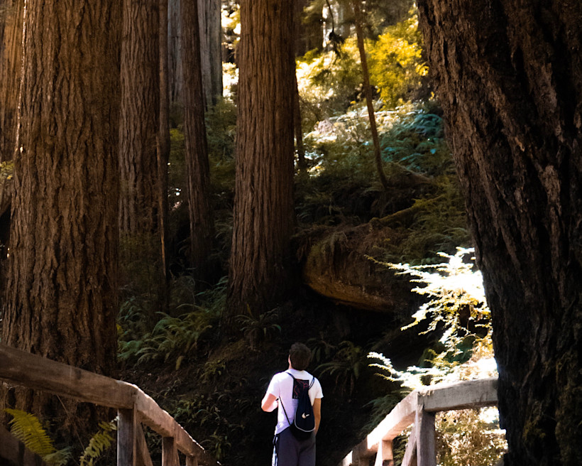 Redwood Creek Trail