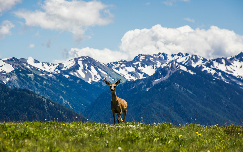Olympic National Park Wildlife