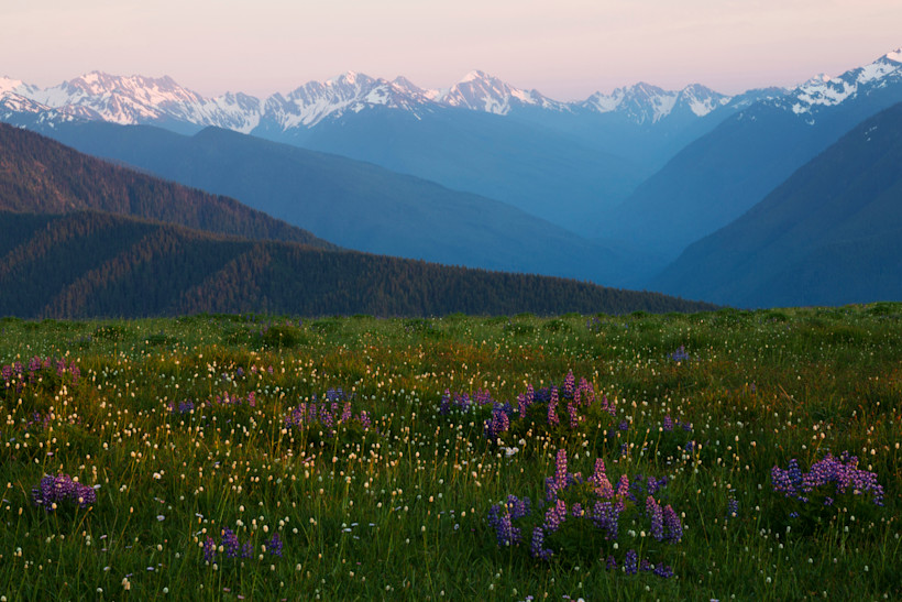 Hurricane Ridge, Olympic National Park