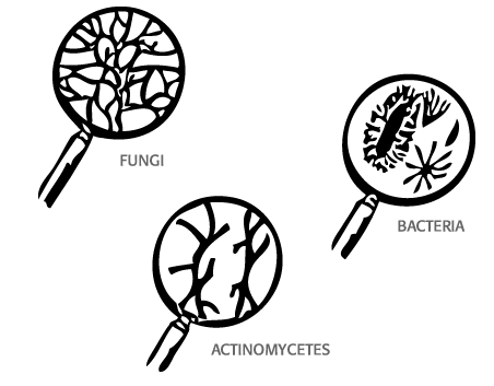 soil-organisms