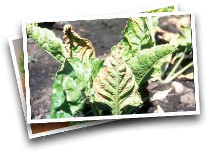 Symptoms in Sugarbeets