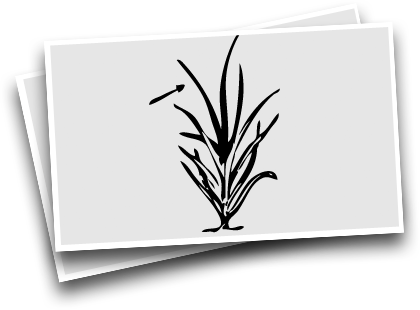 smallgrains
