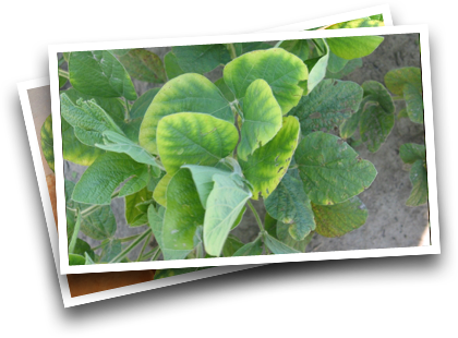 Symptoms in Soybeans