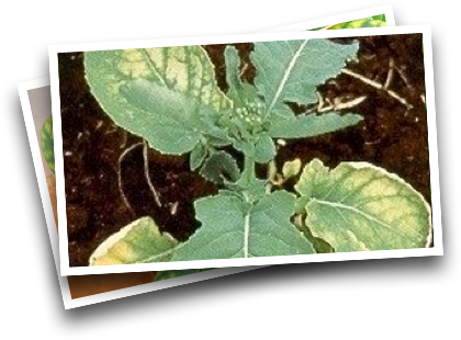 Symptoms in Canola