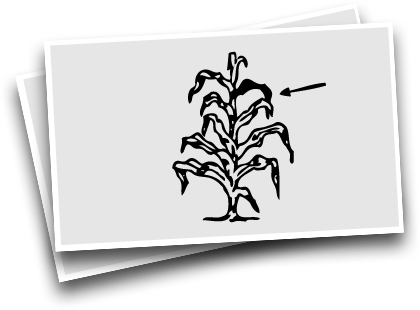 corn (1)