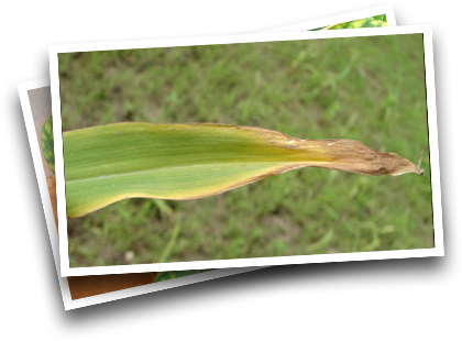 Symptoms in Corn